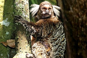 Monkey Business in Kolkata