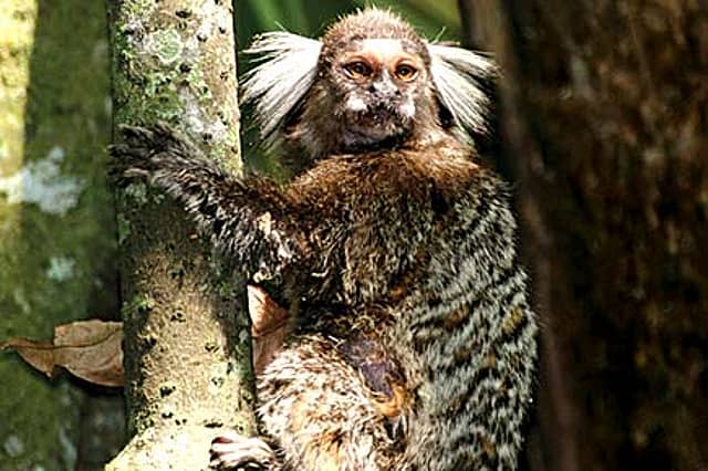 Monkey Business in Kolkata