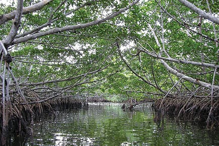 Red Alert for Mangroves