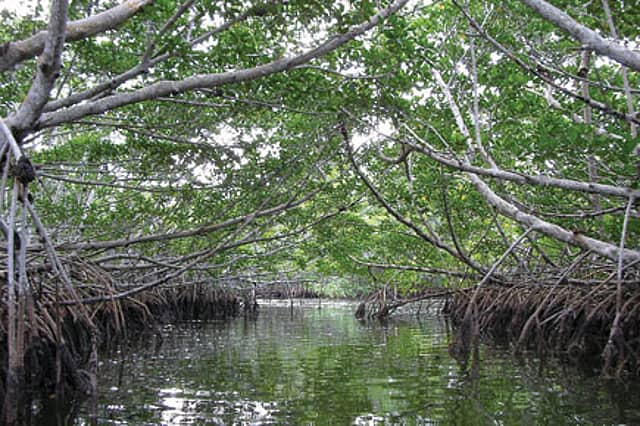 Red Alert for Mangroves