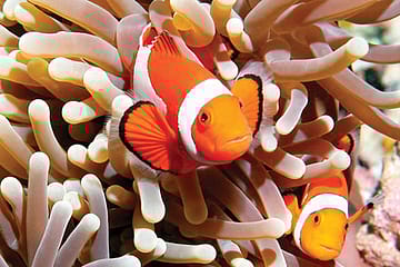 Cuteness as Climate Cue