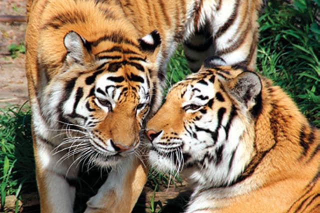 Tigers and the Case for Free Sex