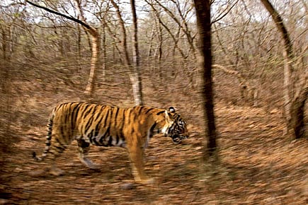 Catch a Tiger by Its Tale