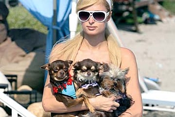 Paris Hilton’s Pooch Palace