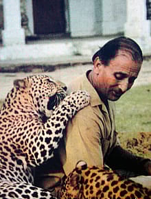 A Tiger’s Last Winter