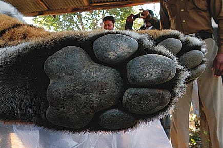 Sex, Lies and Pugmarks Sex, Lies and Pugmarks