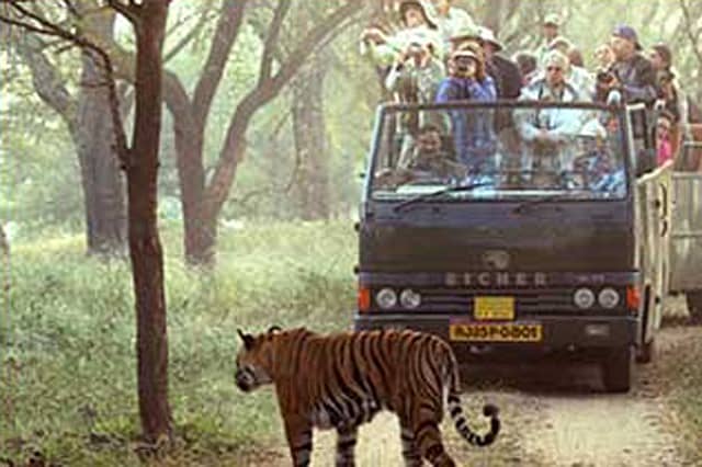 Please god, show me a tiger