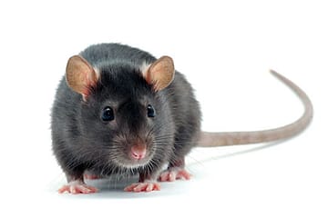 Bangladesh’s Special Rat Taskforce