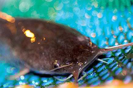 Attack of the African Cat Fish