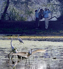 The Nuisance of Bird Photographers