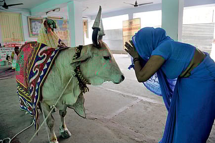 What Where and Cow What Where and Cow