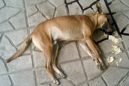 A Dog’s Life