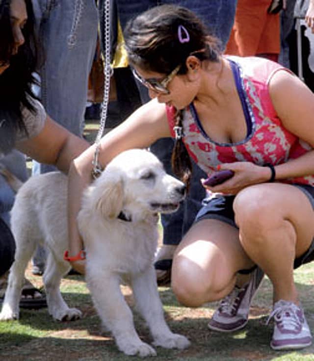 Fighting for Dogs and Cats