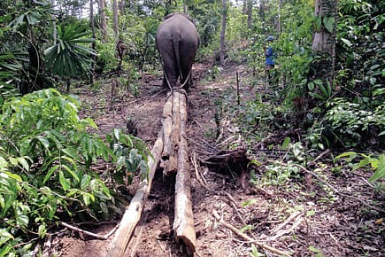 Recession for Elephants