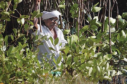 Mangrove Man