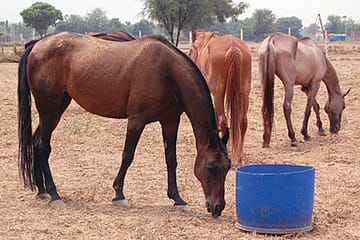 Trotting into the Sunset with Dignity