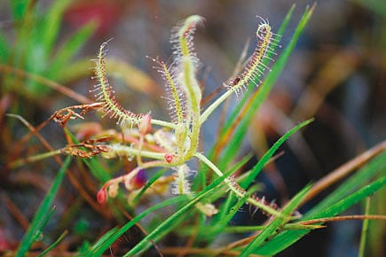 Green Meat Eaters Green Meat Eaters