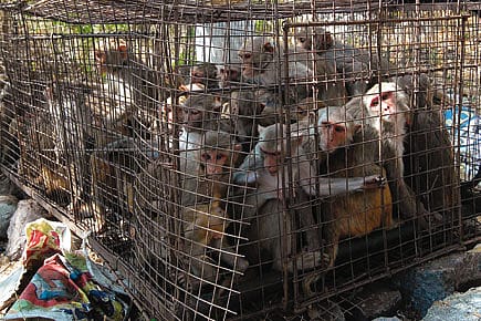 Monkey Problem in Warangal