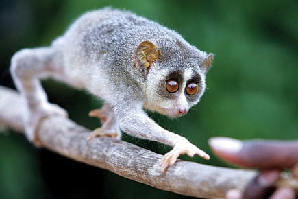 No Country for Slender Loris No Country for Slender Loris