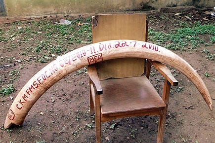 India’s Longest Elephant Tusk