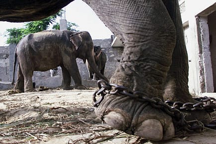 The Elephant in the Rain