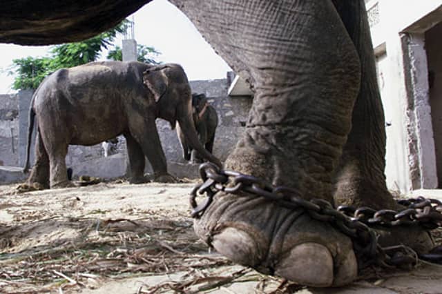 The Elephant in the Rain