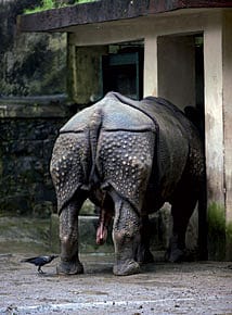 The Relocation of Shiva