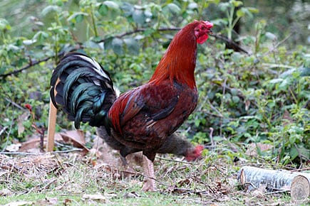 Revenge of the Rooster