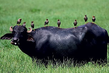 Old New Kingdom of Birds