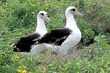 Dual Mommies Dual Mommies