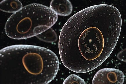 DNA Not the Same in Every Cell