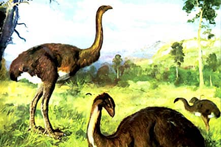 Giant Moa Rebuilt
