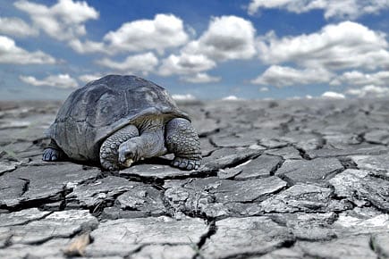 Variations in Ageing Variations in Ageing