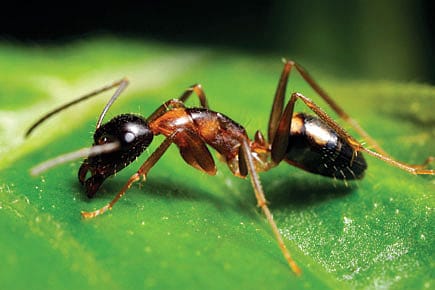 The Colonisation of Ants