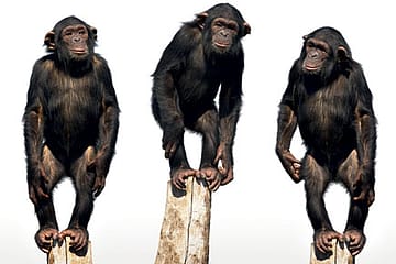 We Walk to Keep Our Hands Free