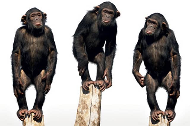 We Walk to Keep Our Hands Free