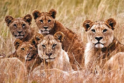 Asiatic Lion Survives in Africa