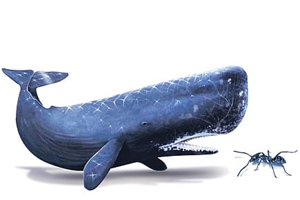 Are Bigger Brains Better?