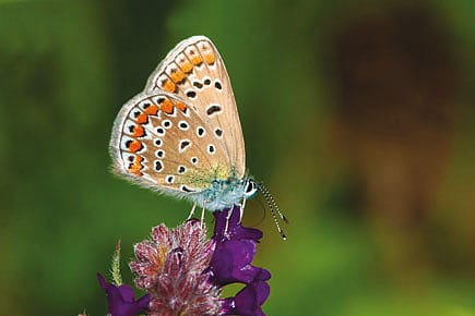 The Light of Nabokov’s Life