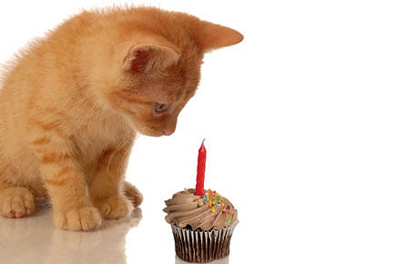 Why Cats Can’t Taste Sugar