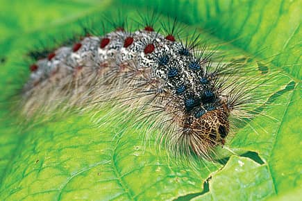 How a Virus Mothballs