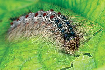 How a Virus Mothballs