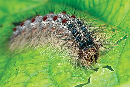 How a Virus Mothballs