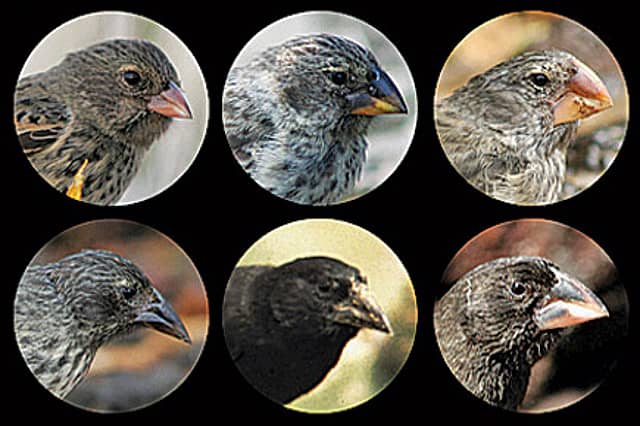 Darwin’s Finches