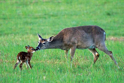 Oh Deer!