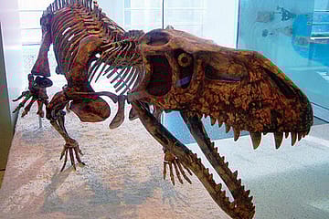 Dinosaurian Beginnings