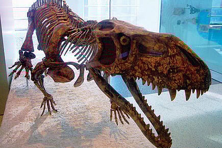 Dinosaurian Beginnings