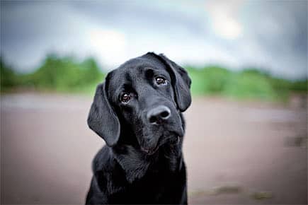 Can Cancer be Contagious?