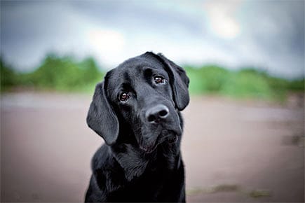 Can Cancer be Contagious?