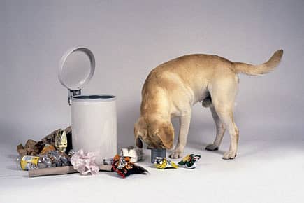 Origin of the Mutt